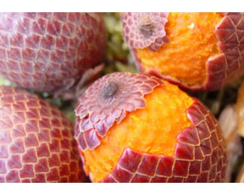 Масло Бурити нерафинированное, 10 мл