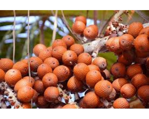 Масло Бурити нерафинированное, 10 мл